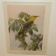 Gravure ornithologique