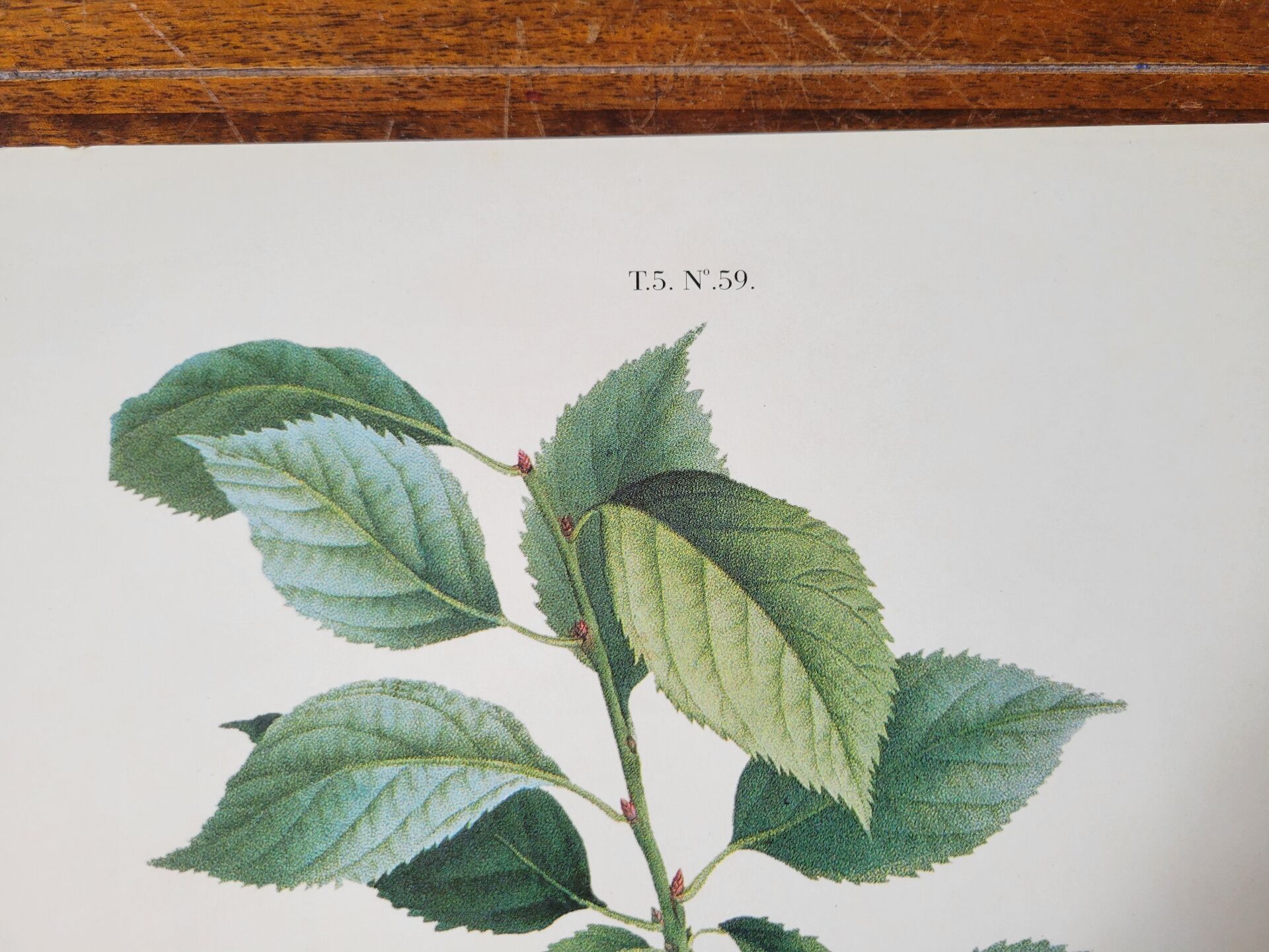Planche botanique Prunier de JP Redouté
