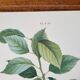 Planche botanique Prunier de JP Redouté
