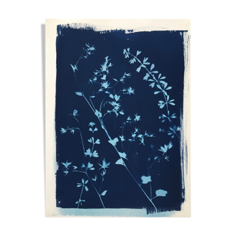 Botanical Cyanotype