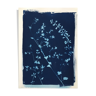Botanical Cyanotype