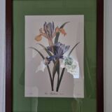 Iris botanical board
