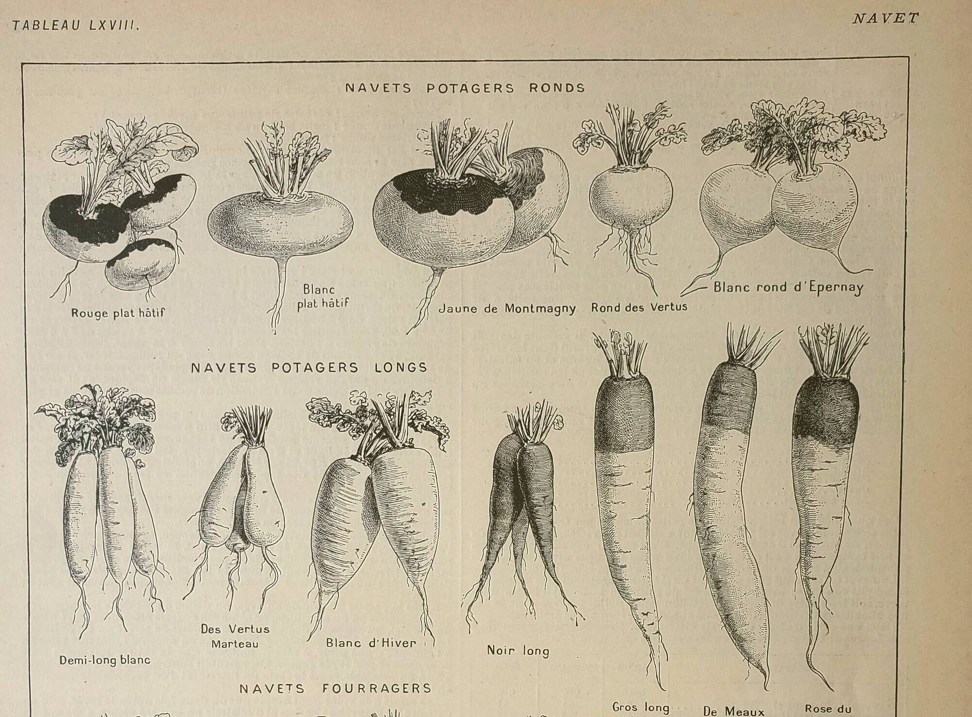 Old lithograph 1922, Turnip, varieties and enemies, vegetables • Engraving, original illustration