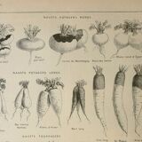 Old lithograph 1922, Turnip, varieties and enemies, vegetables • Engraving, original illustration