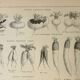 Old lithograph 1922, Turnip, varieties and enemies, vegetables • Engraving, original illustration