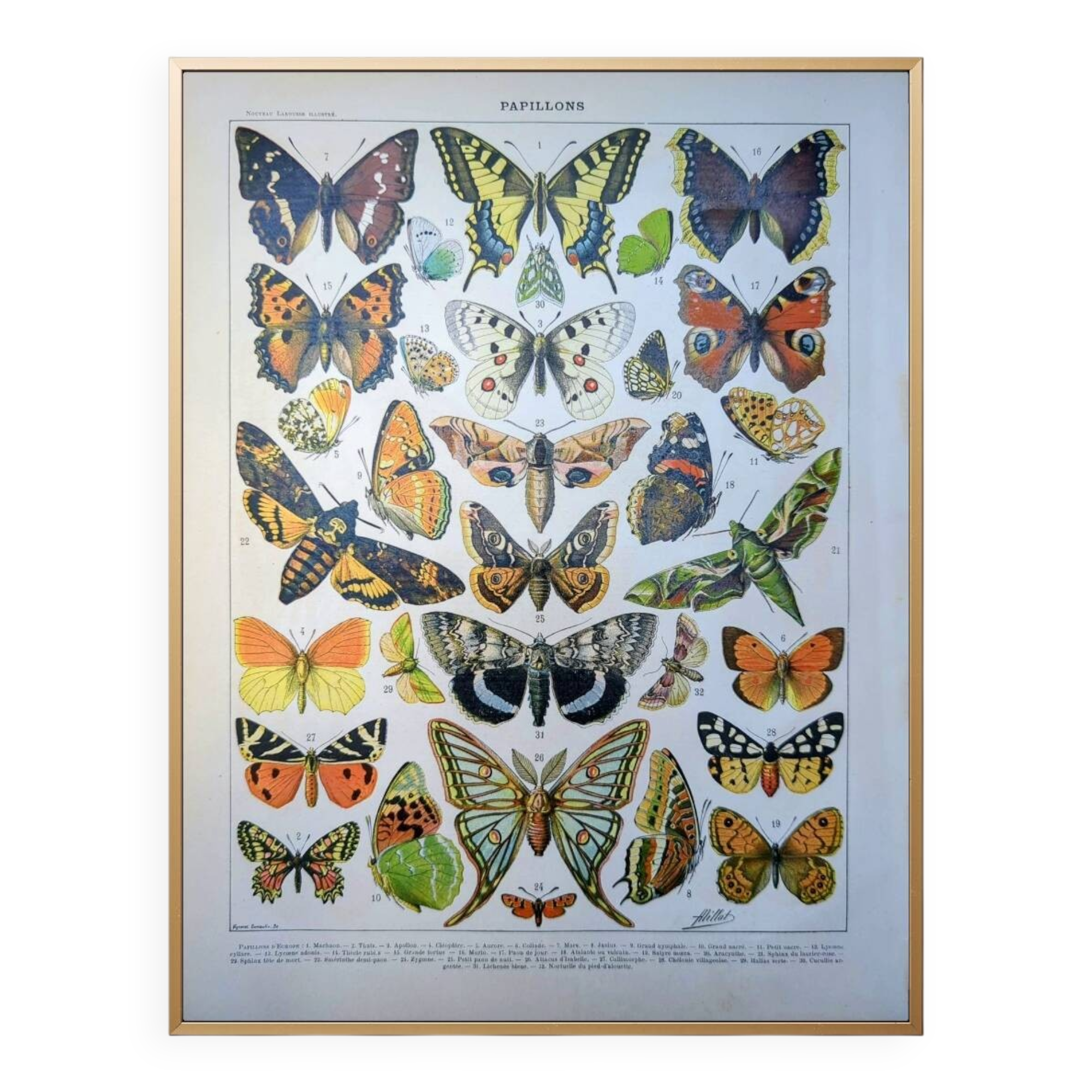 Imprimée en 1905, les papillons. Affiche Entomologique ancienne.