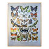 Imprimée en 1905, les papillons. Affiche Entomologique ancienne.