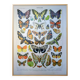 Imprimée en 1905, les papillons. Affiche Entomologique ancienne.