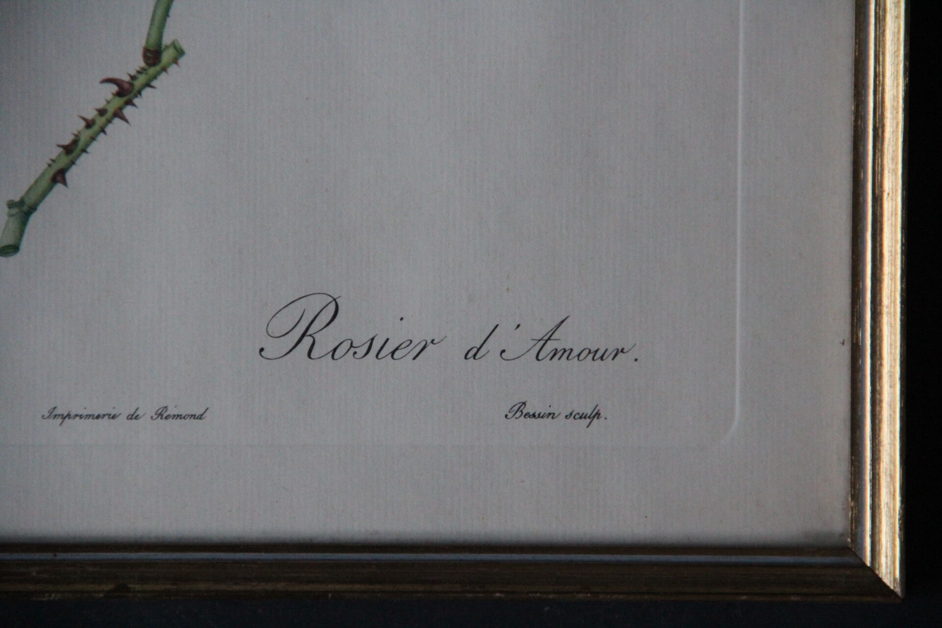 Framed engraving by PJ Redouté