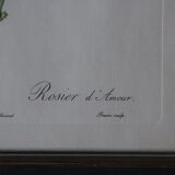 Framed engraving by PJ Redouté