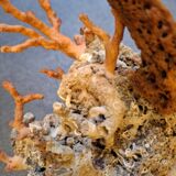 Raw coral branch