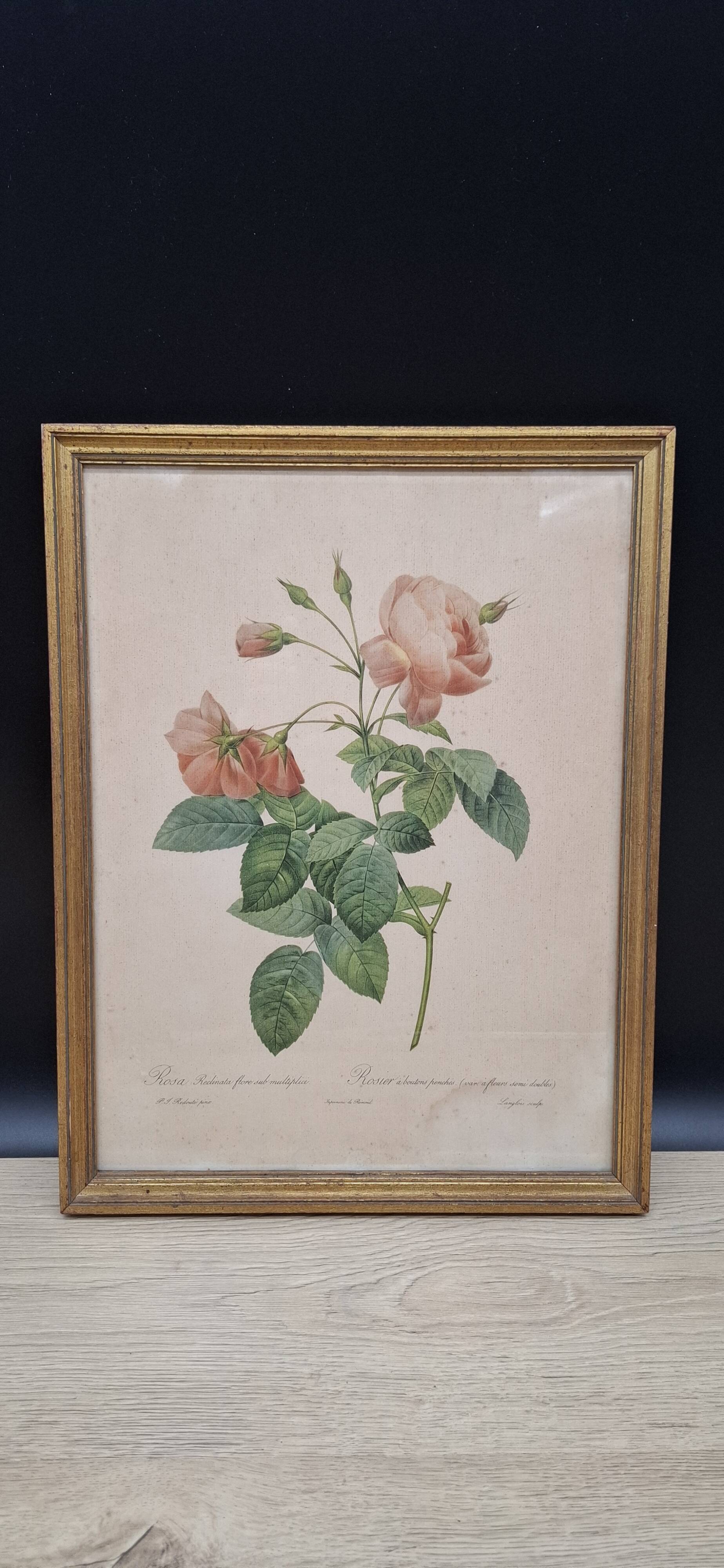 Botanical lithograph Rosebush with drooping buds PJ Redouté