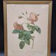 Botanical lithograph Rosebush with drooping buds PJ Redouté