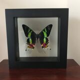 Urania Ripheus double glass frame 16 x 16