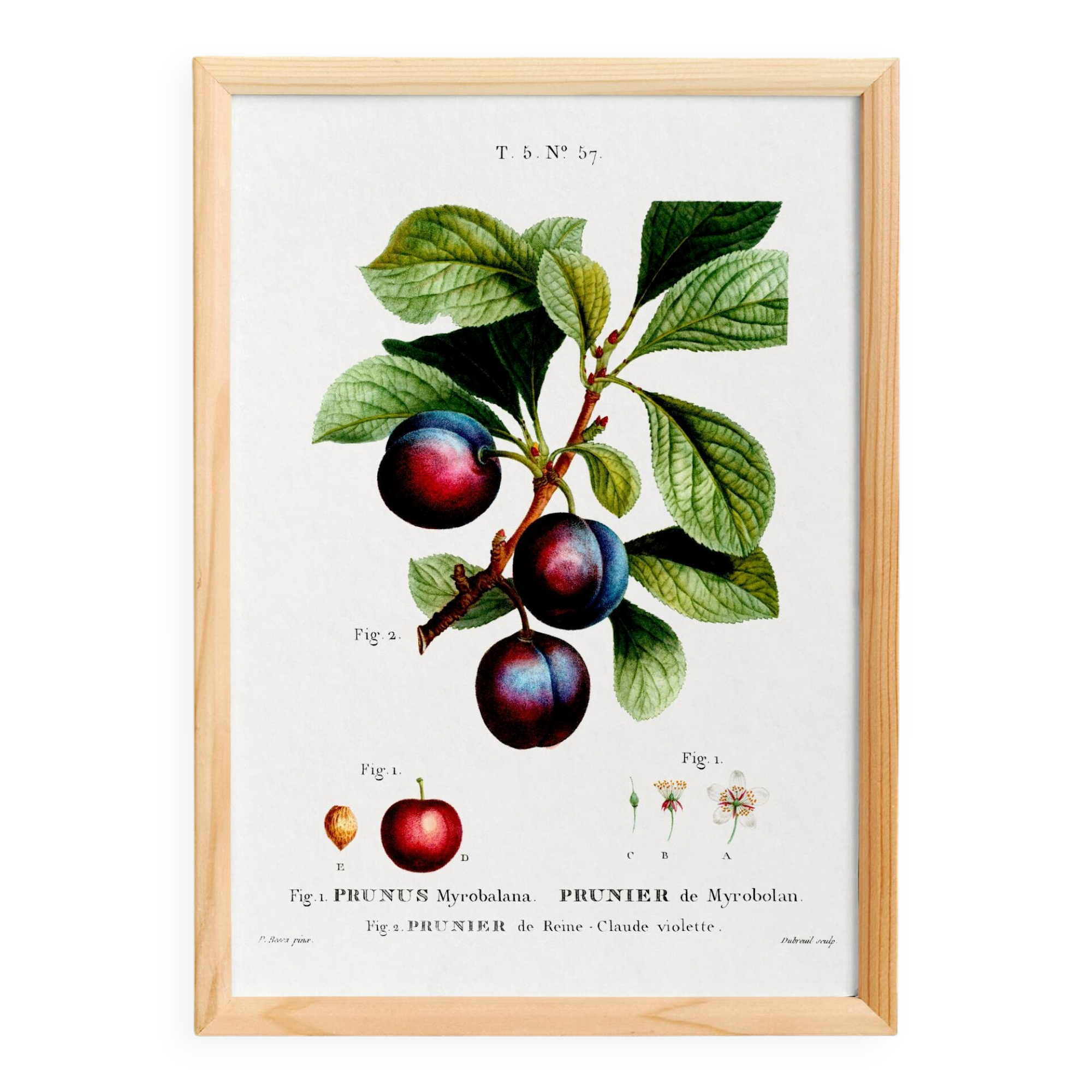 Poster on the plum tree, based on an old engraving from 1802.