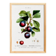 Poster on the plum tree, based on an old engraving from 1802.