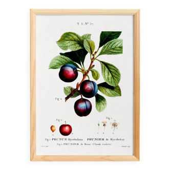 Poster on the plum tree, based on an old engraving from 1802.