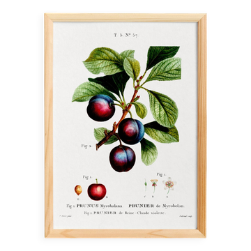 Poster on the plum tree, based on an old engraving from 1802.