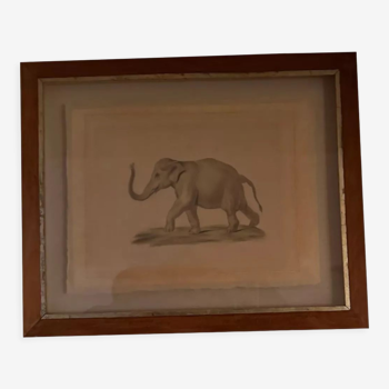 Drawing elephant framed in wooden frame