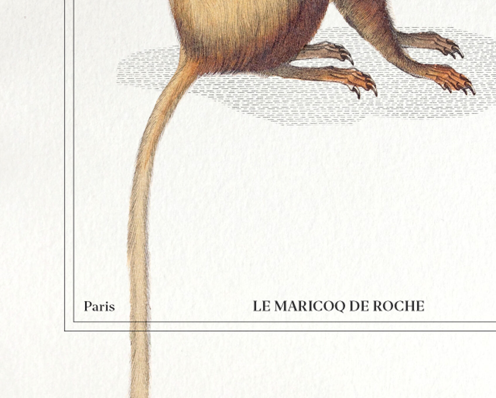 Chimera lithograph animal engraving - the maricoq