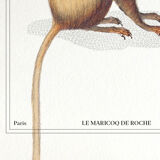Chimera lithograph animal engraving - the maricoq