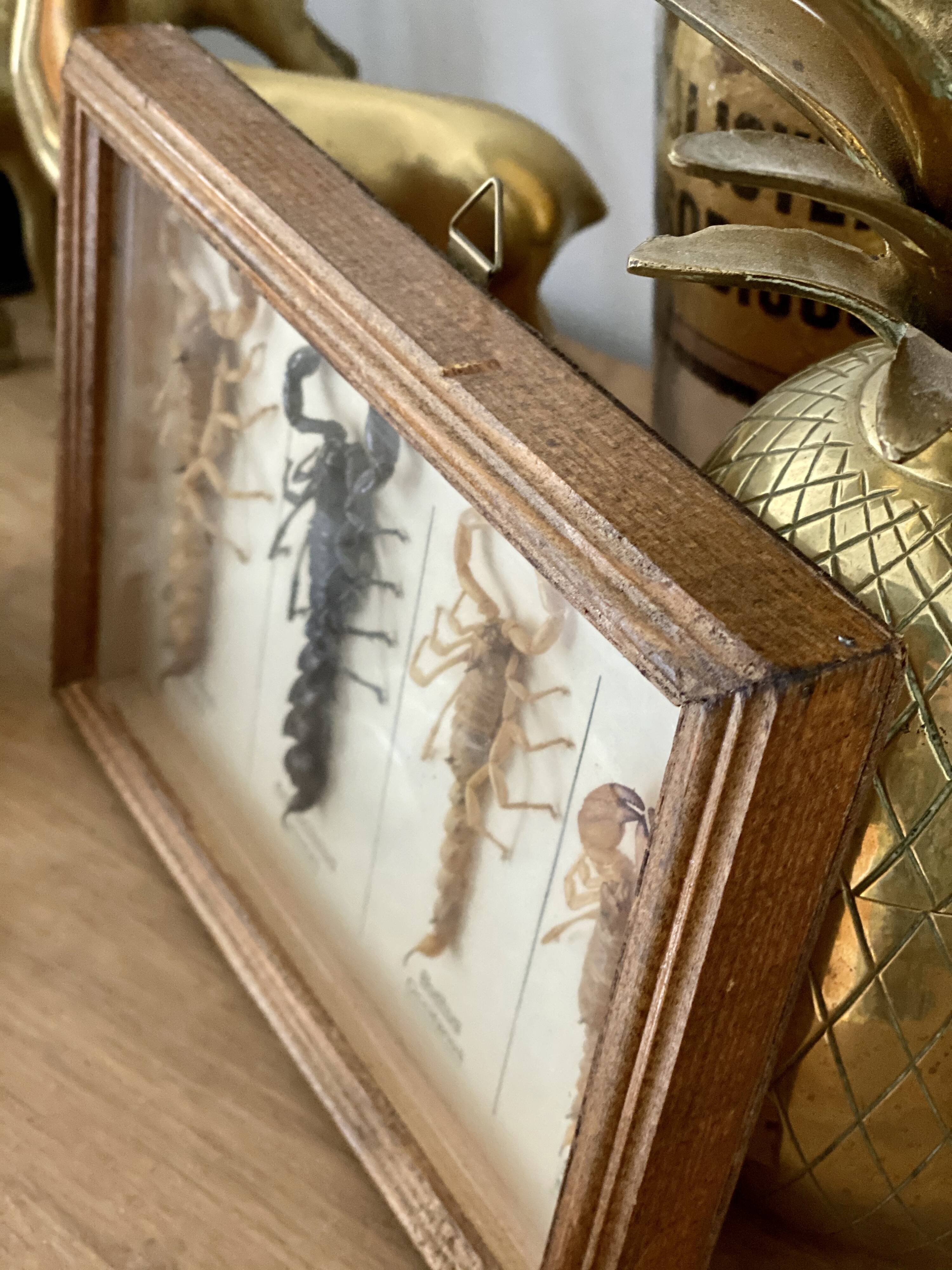 Frame 4 naturalized scorpions de curiosity cabinet