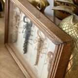 Frame 4 naturalized scorpions de curiosity cabinet
