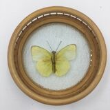 Wicker and butterflies coasters