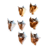 Shells lot or detail, Strombus Lobatus Peruvianus
