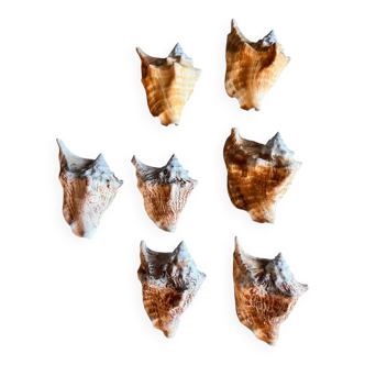 Shells lot or detail, Strombus Lobatus Peruvianus