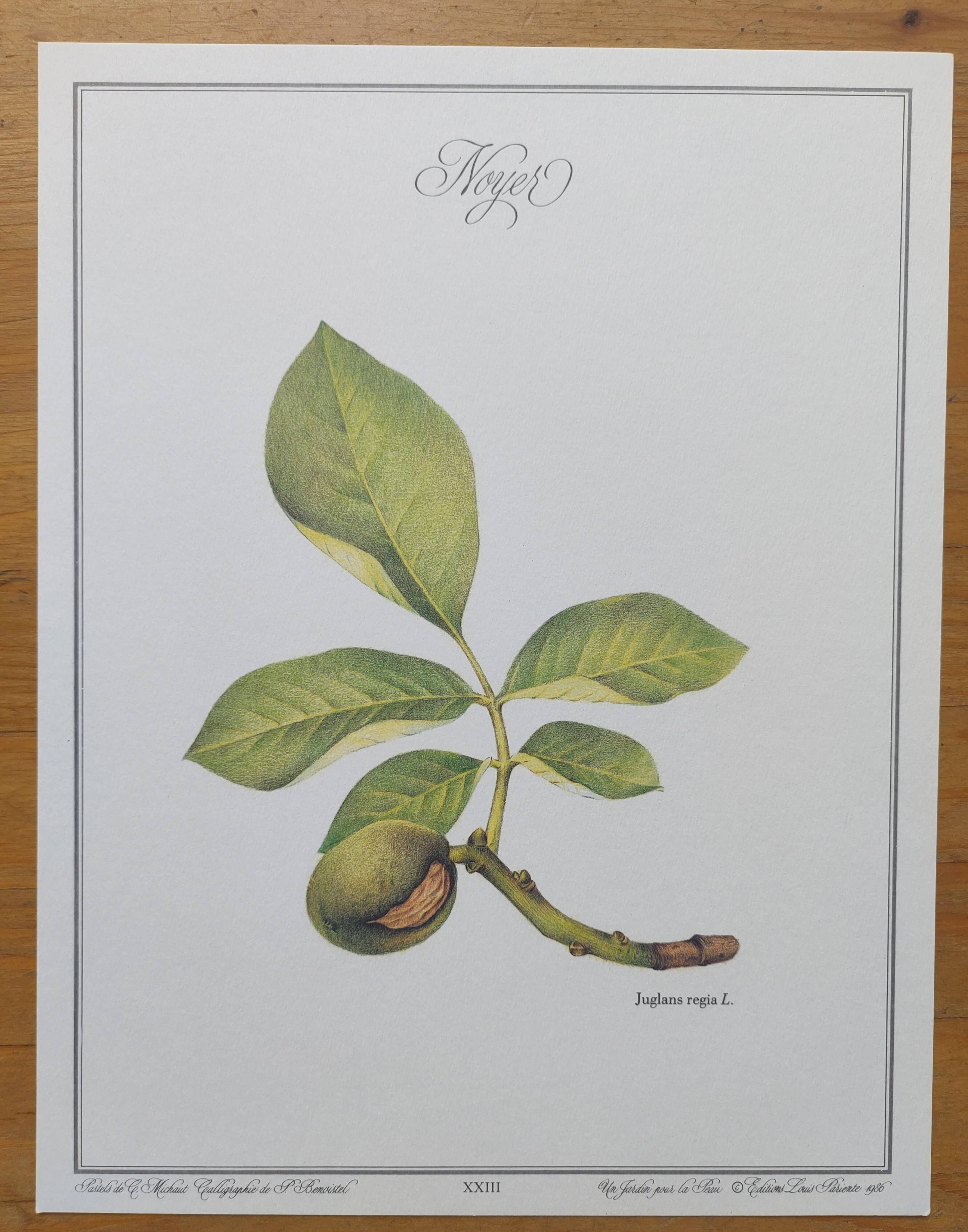 Botanical engraving -Walnut- Illustration of medicinal plants and herbs. Pastels by C. Michaut