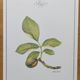 Botanical engraving -Walnut- Illustration of medicinal plants and herbs. Pastels by C. Michaut