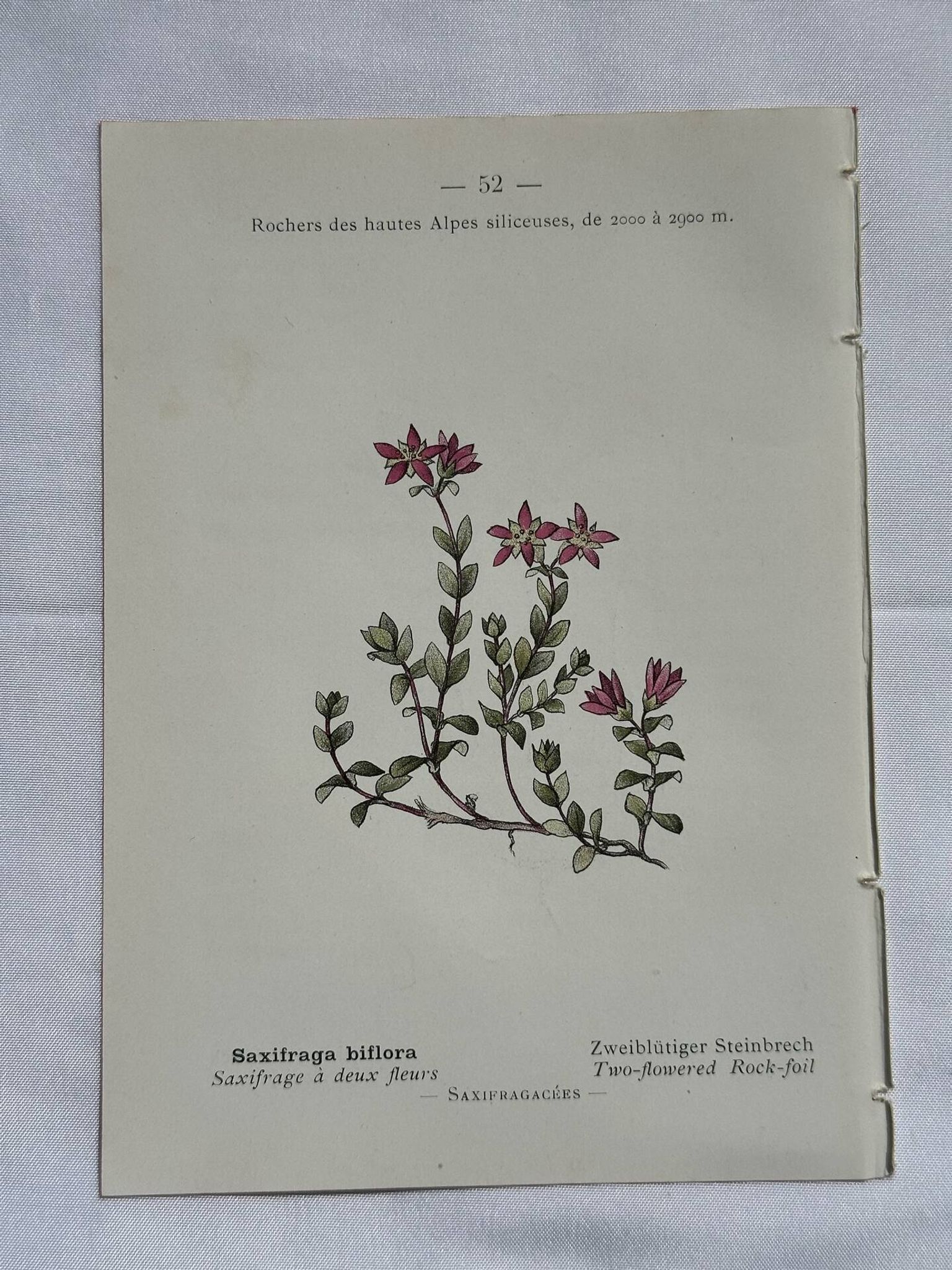 Retro botanical plate 1890 flower and plant of France double-sided