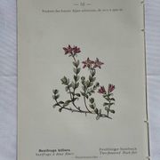 Retro botanical plate 1890 flower and plant of France double-sided
