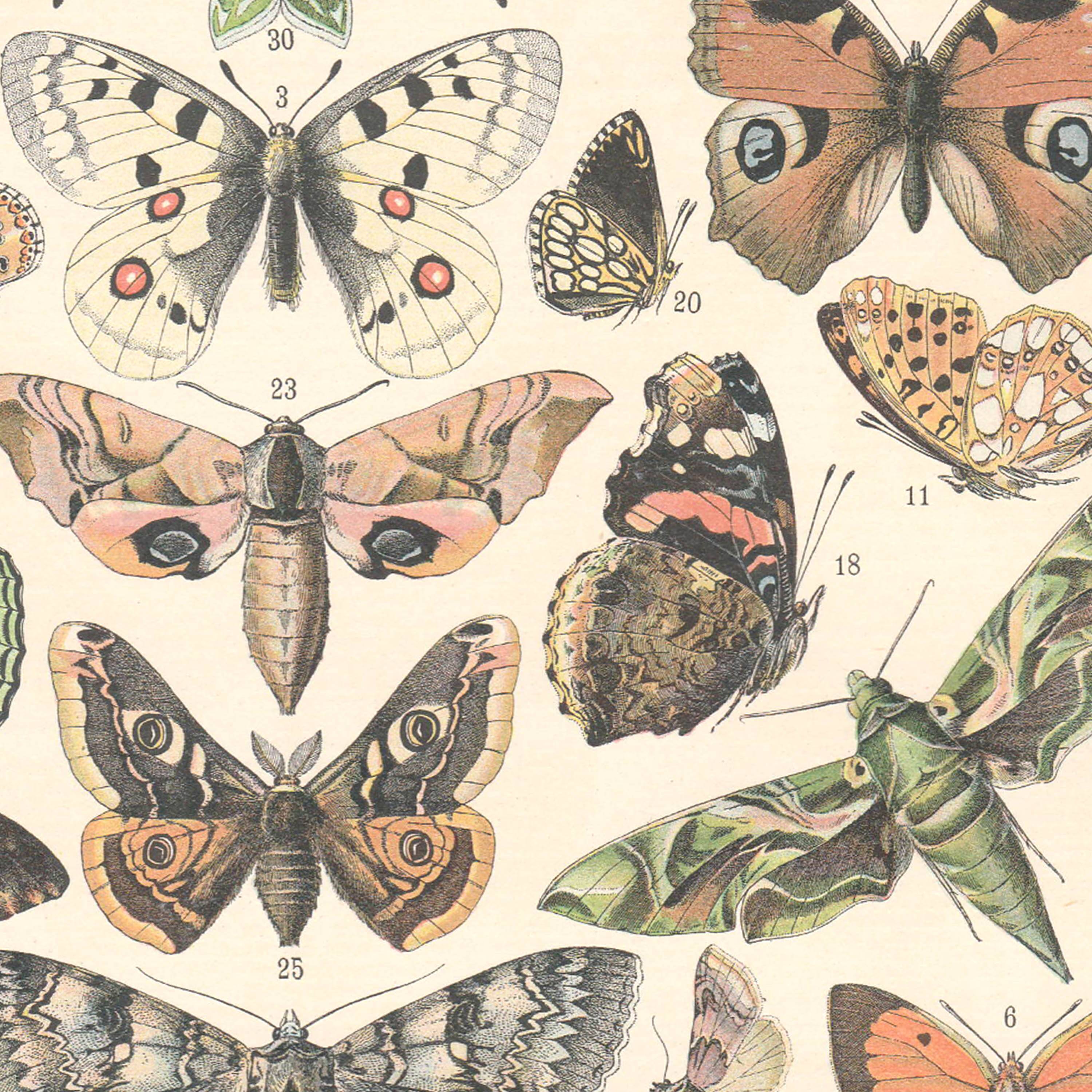Lithograph plate butterflies of Europe 1900