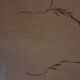 19th herbarium plank