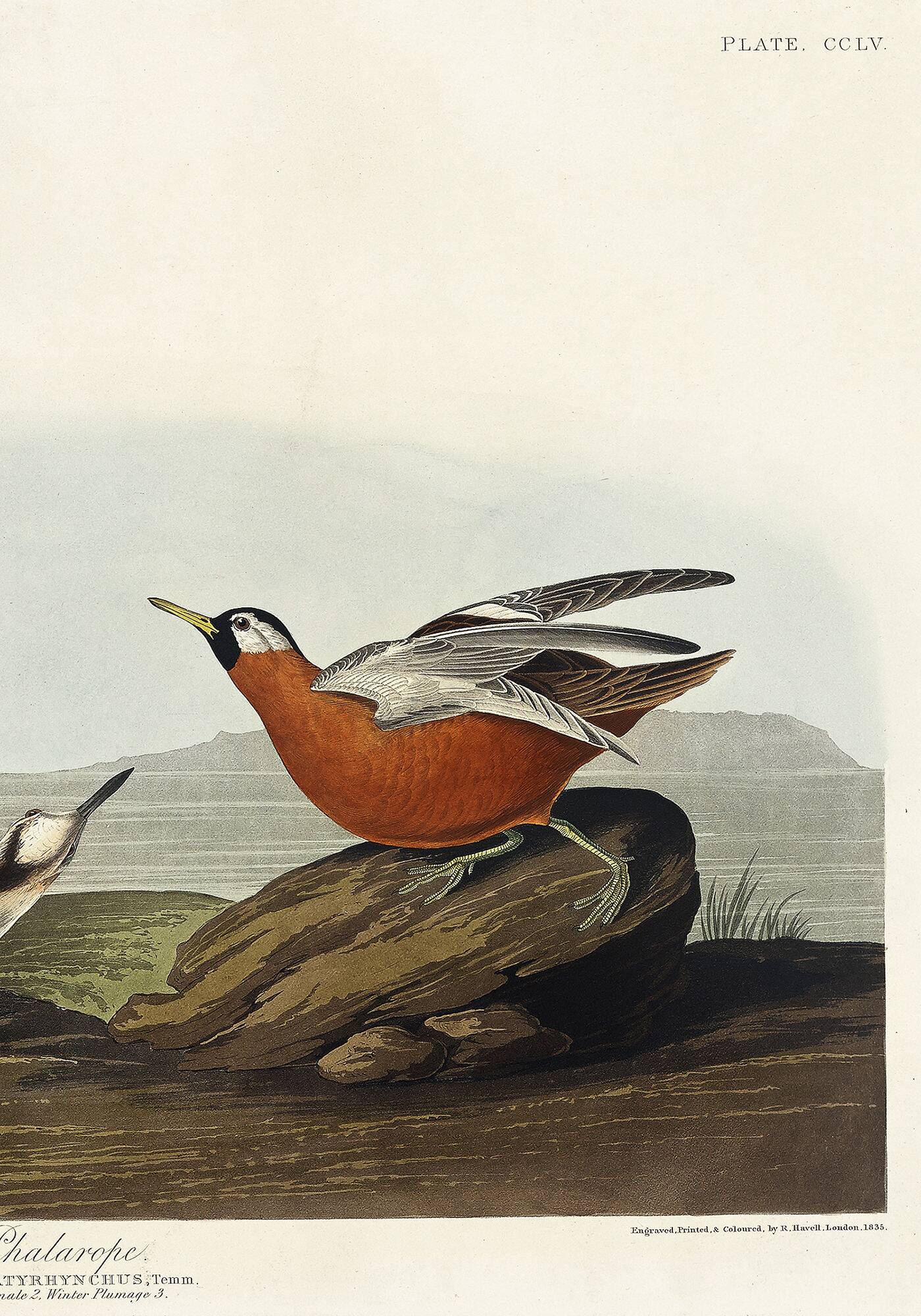 Poster about the Broad-beaked Phalarope, based on an old engraving from 1827.