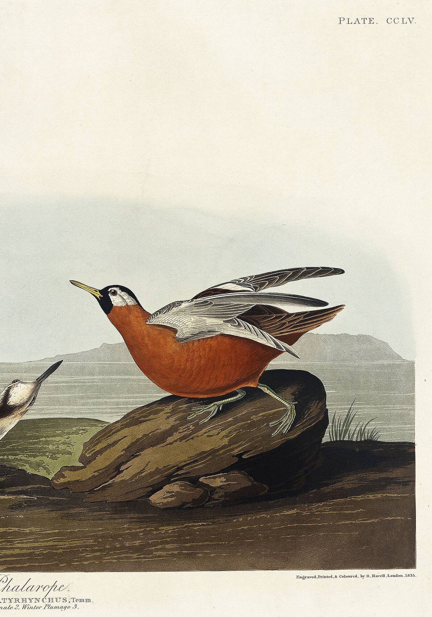 Poster about the Broad-beaked Phalarope, based on an old engraving from 1827.