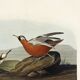 Poster about the Broad-beaked Phalarope, based on an old engraving from 1827.
