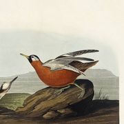 Poster about the Broad-beaked Phalarope, based on an old engraving from 1827.