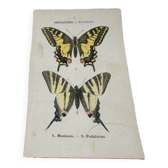 Naturalist board old botanical engraving 1903 butterfly