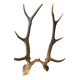 Massacre bois de cerf