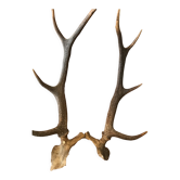 Massacre bois de cerf