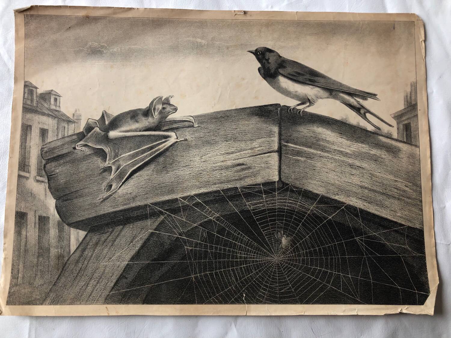 Zoological school poster representing the bat