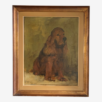 Portrait of a cocker spaniel dog