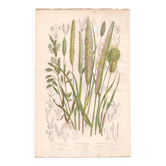 Antique botanical engraving. Flower