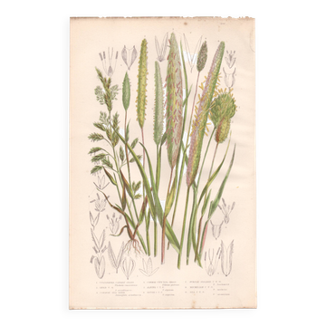 Antique botanical engraving. Flower