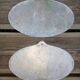 Lot de deux plaques de concours agricole porcin