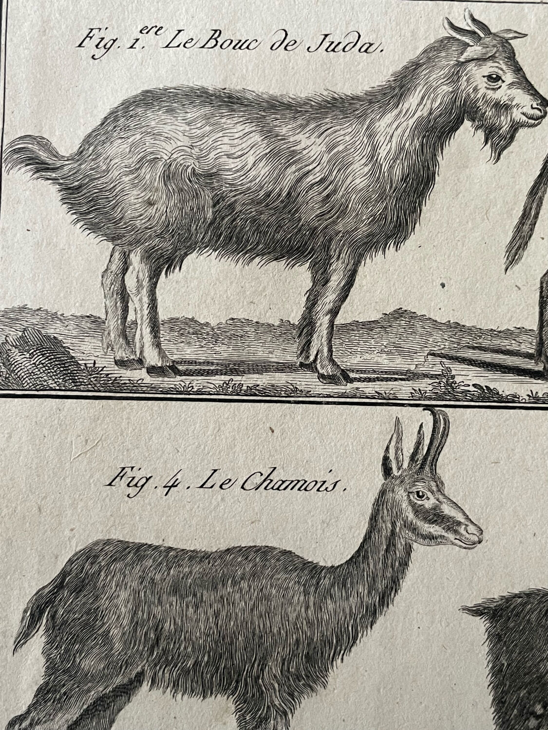 Book XVIIIth buffon, bonnaterre, natural history, quadrupeds, mammals
