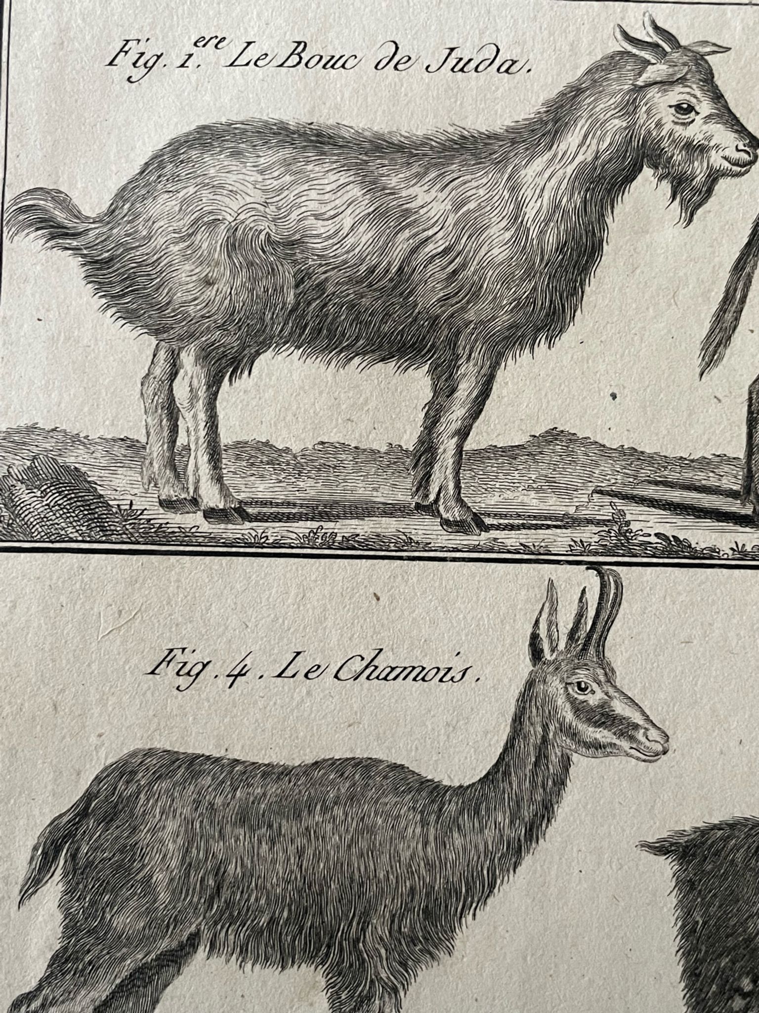 Livre XVIIIe buffon, bonnaterre, histoire naturelle, quadrupèdes, mammifères